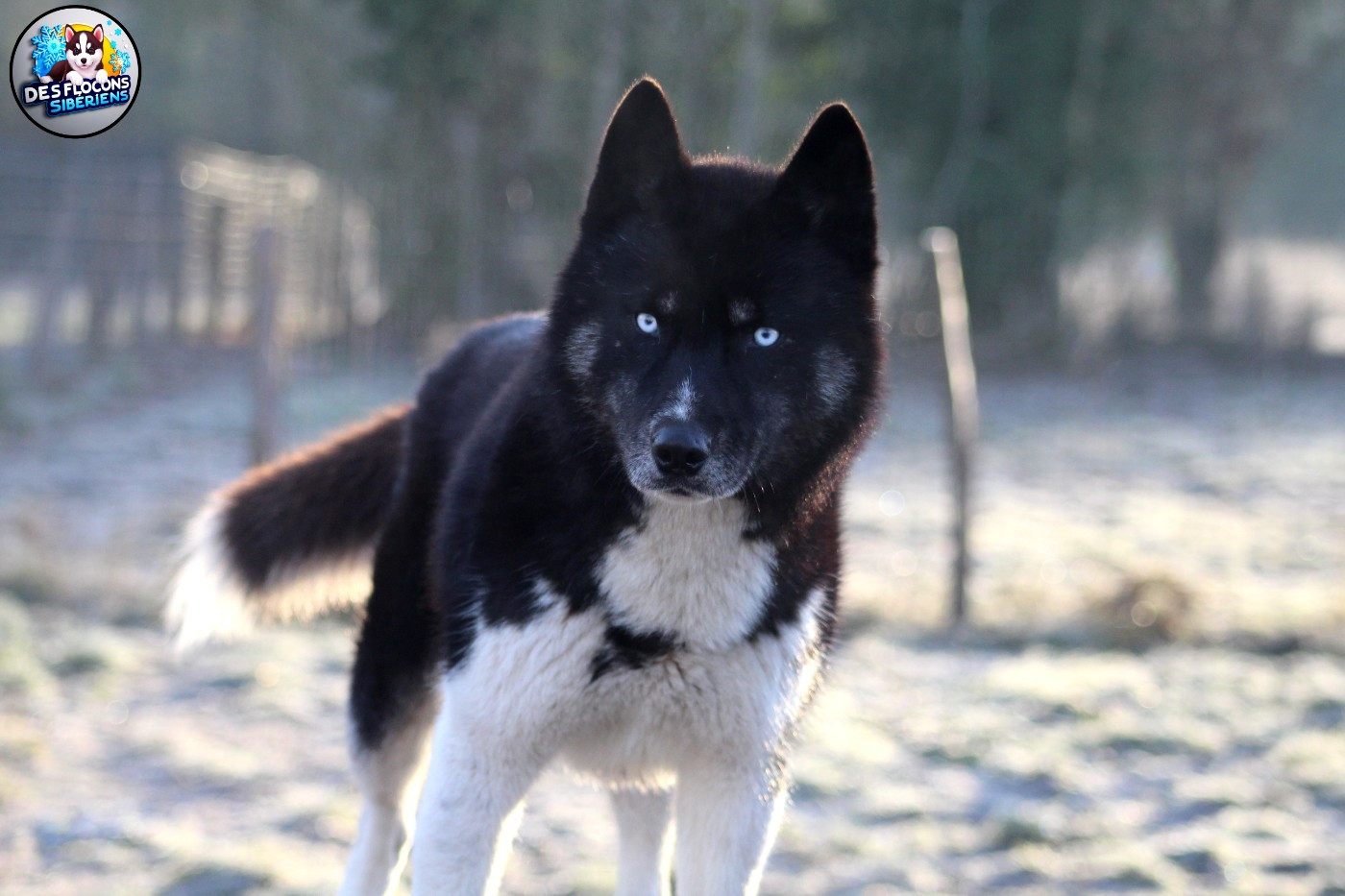 Vortex Des Legendes Du Triskel