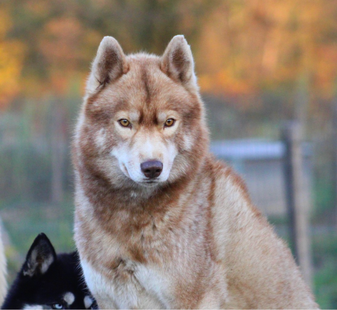 luxury life Cinzano dit Rkann