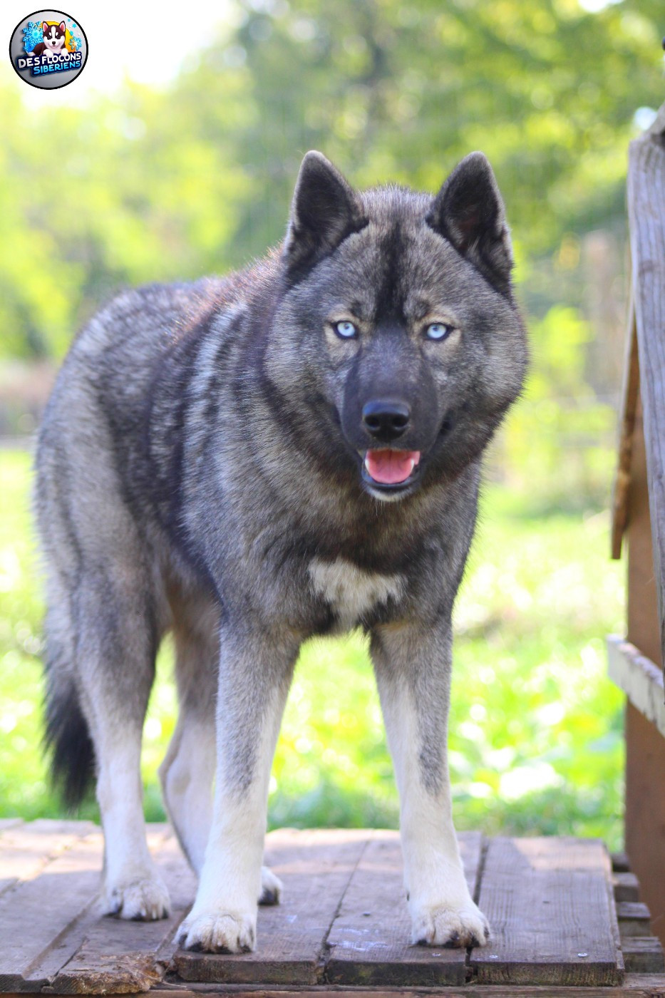 Ayka Des Flocons Sibériens