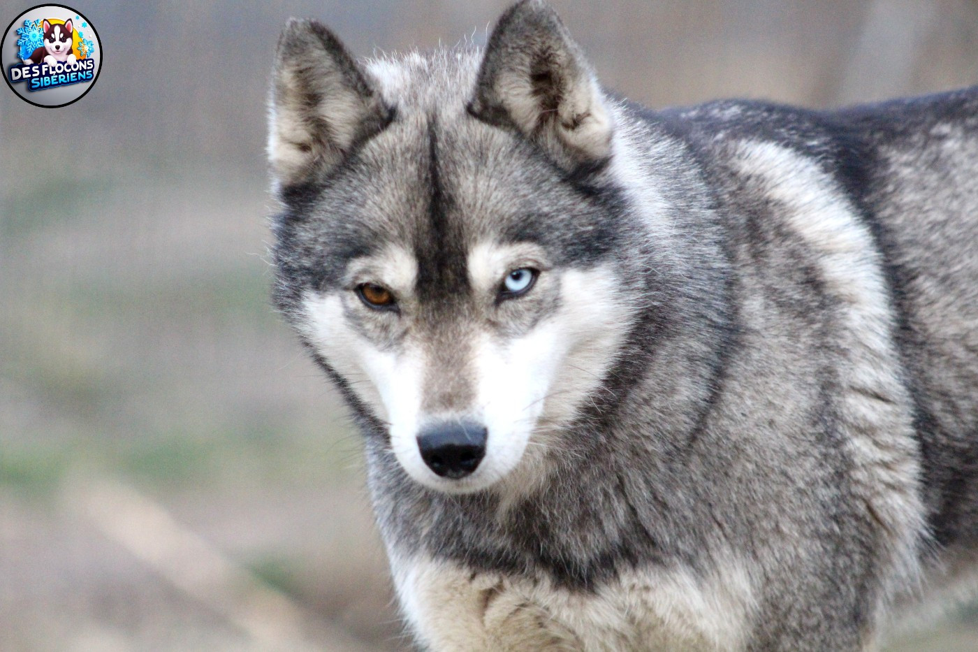 Rizla Des Flocons Sibériens