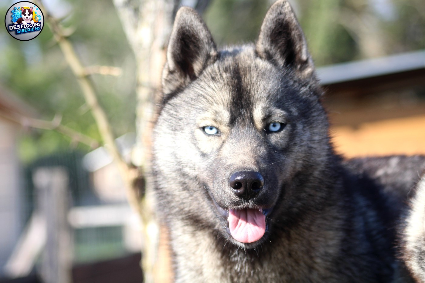 Aloé Des Flocons Sibériens