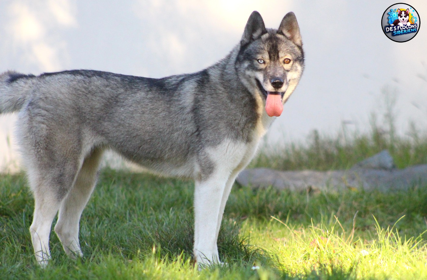 Végas Des Flocons Sibériens