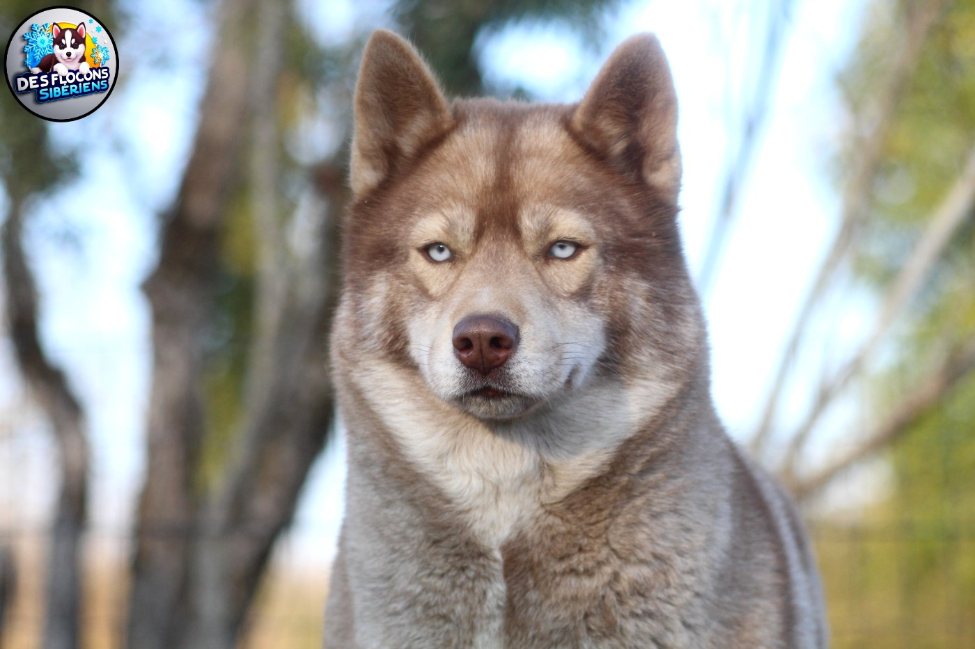 Terka Des Flocons Sibériens