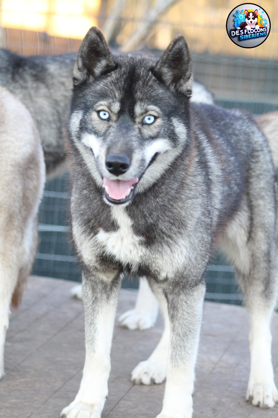 Vapy Des Flocons Sibériens