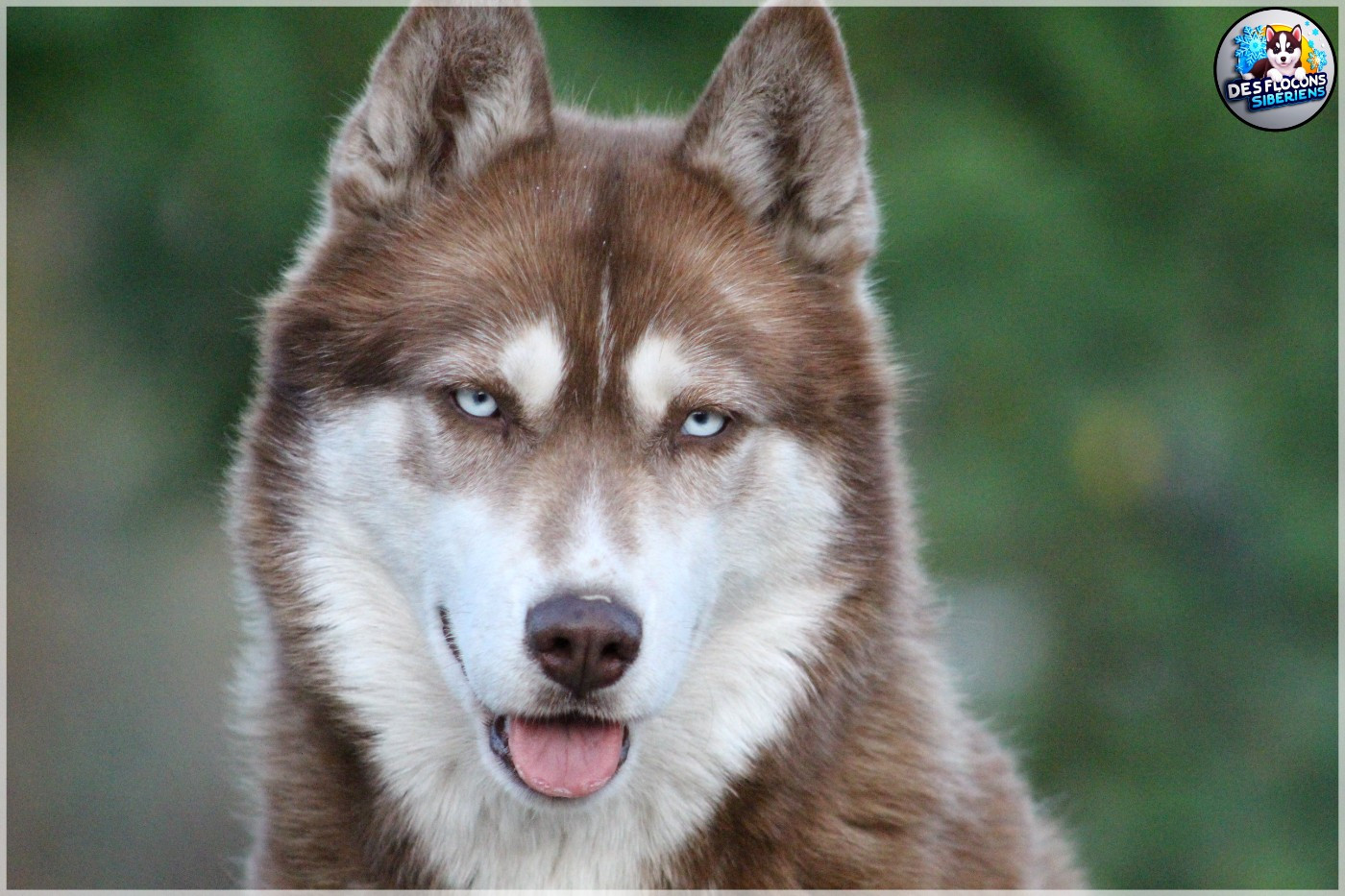 Redlove Des Flocons Sibériens