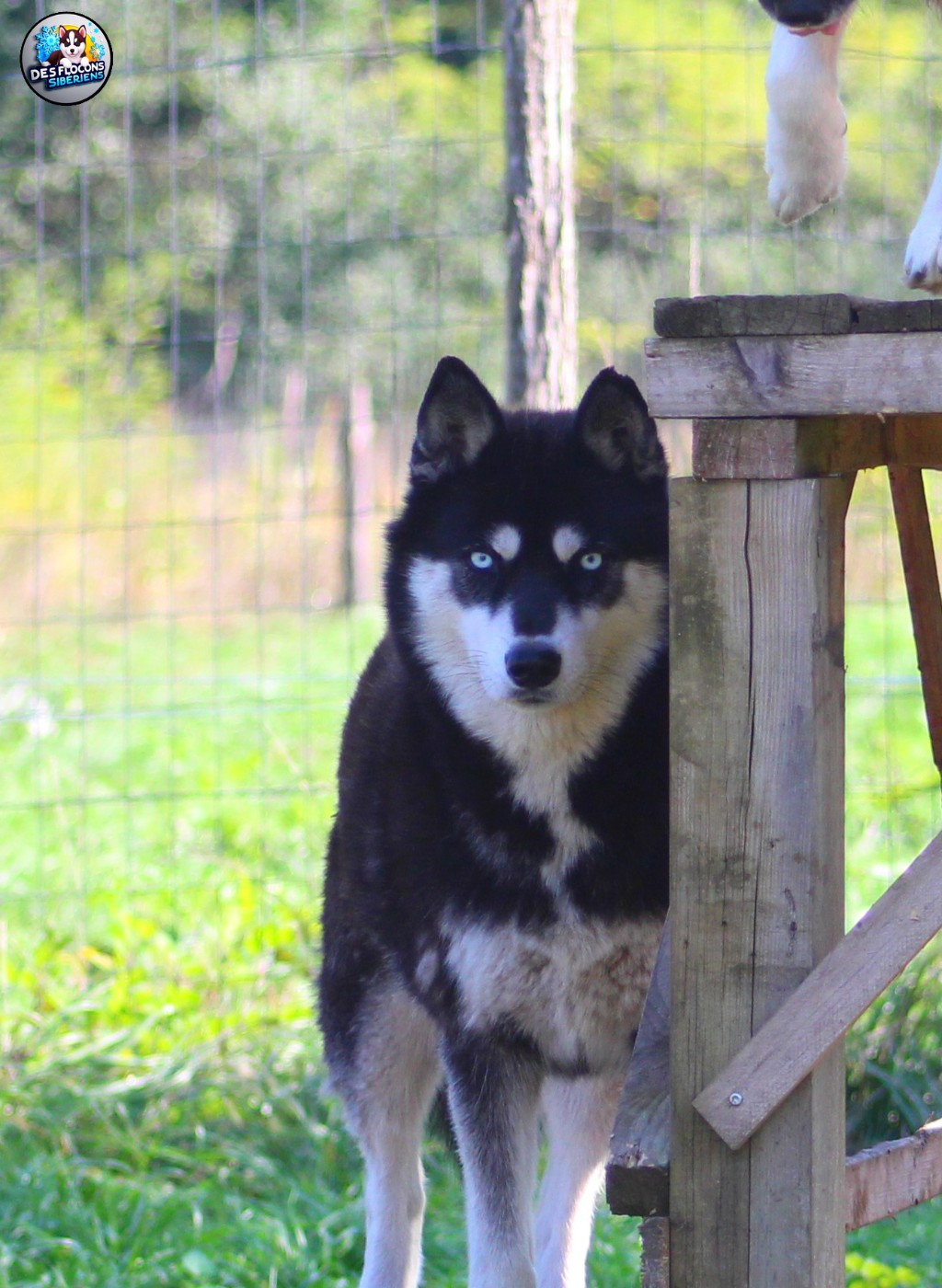 Ravenn Des Flocons Sibériens