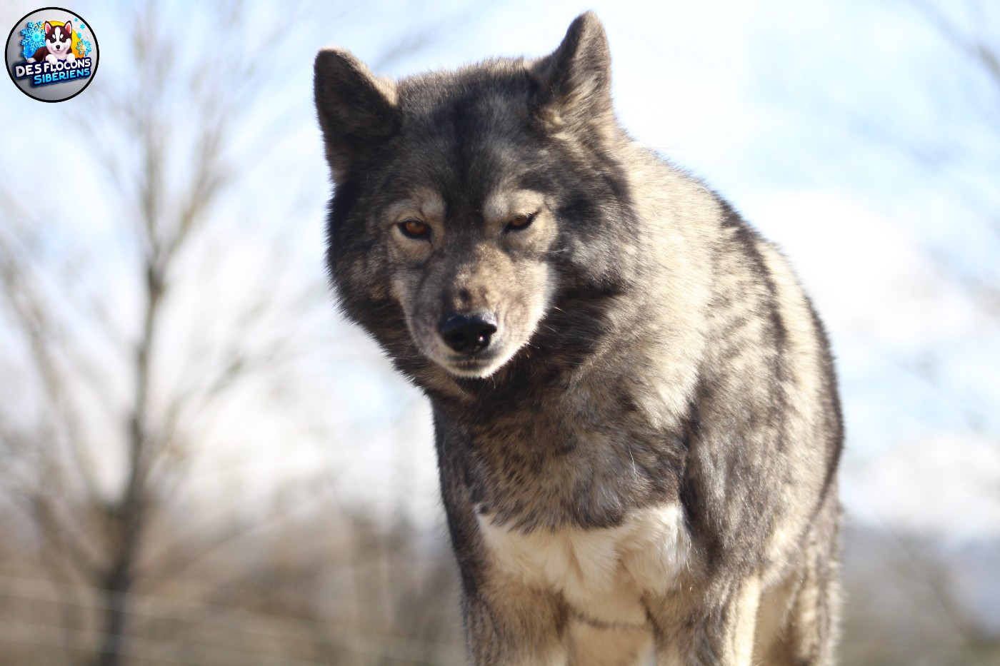 Rivka Des Flocons Sibériens