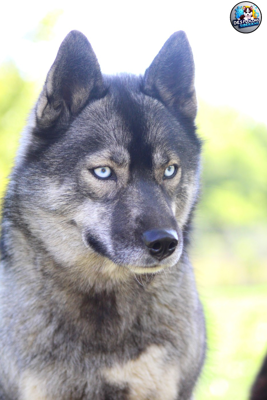 Utah Des Flocons Sibériens