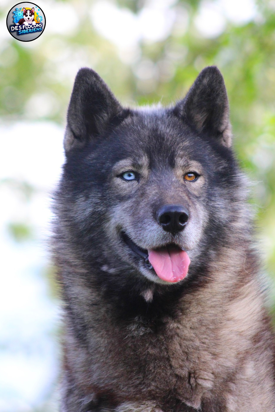 Repsol Des Flocons Sibériens